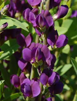 Royal Purple Prairieblues™ Baptisia, False Indigo, Baptisia 'Royal Purple'